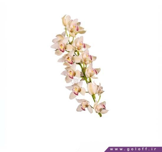 خرید آنلاین - گل ارکیده سیمبیدیوم کسکید - Cymbidium Orchid | گل آف